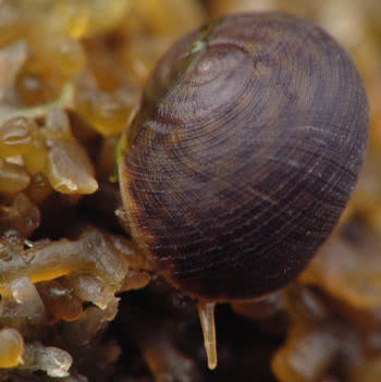 Flat Periwinkle eating the tips of pepper dulse 